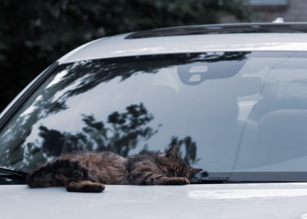 Chat qui dort sur une voiture pour représenter la somnolence au volant.