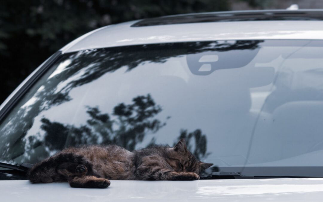Chat qui dort sur une voiture pour représenter la somnolence au volant.